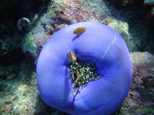 Great Barrier Reef Scuba Diving Australia 8